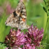 Schmetterling