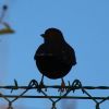 Amsel