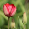 Tulpe