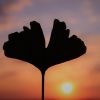 Ginkgo