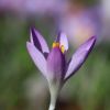 Krokus