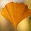 Ginkgo