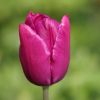 Tulpe