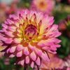 Dahlie