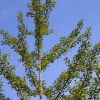 Ginkgo