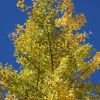 Ginkgo