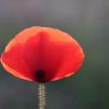 Mohn