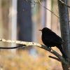 Amsel