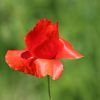 Mohn