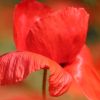 Mohn