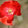 Mohn
