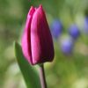 Tulpe