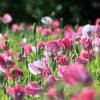 Mohnblumenfeld
