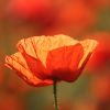 Mohn