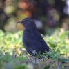 Amsel