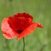 Mohn