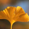 Ginkgo