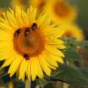 Sonnenblume und Hummeln