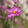 Cosmea