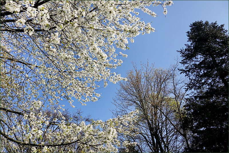 Baumblüten im April