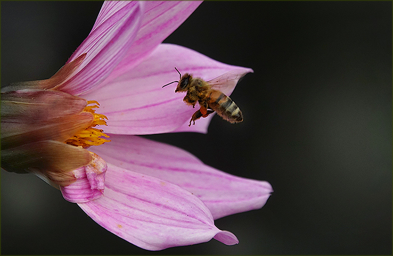 Anflug einer Biene