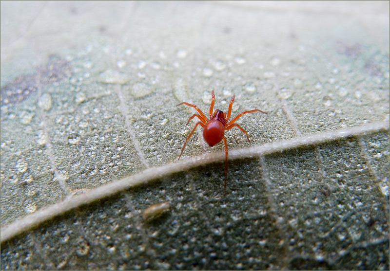 Betrachtet Bild Kleine rote Spinne - Community
