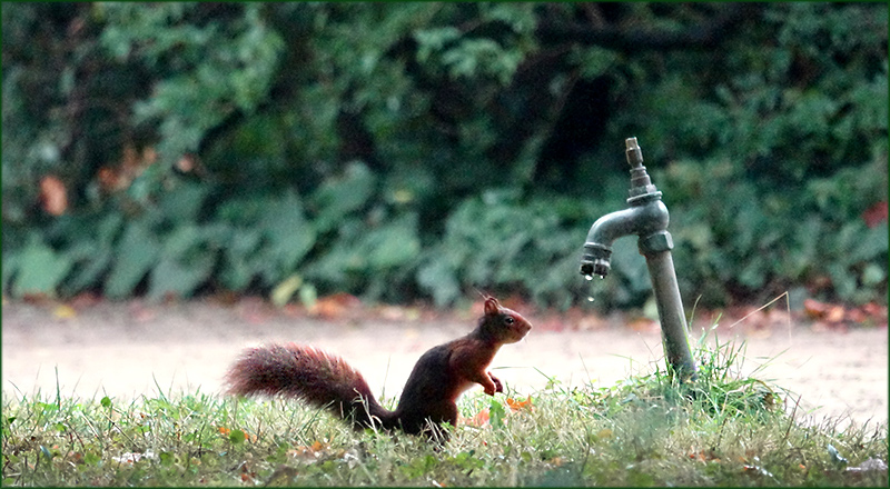 Das Eichhörnchen beobachtet fallende Wassertropfen
