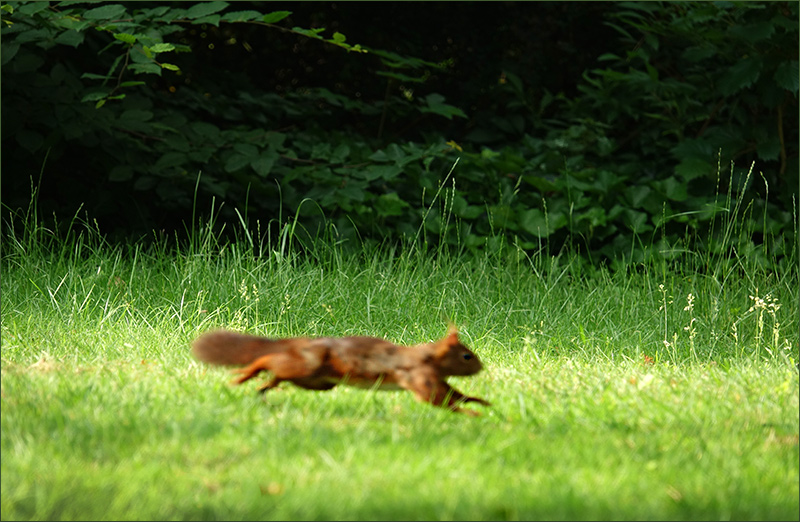 Eichhörnchen rennt