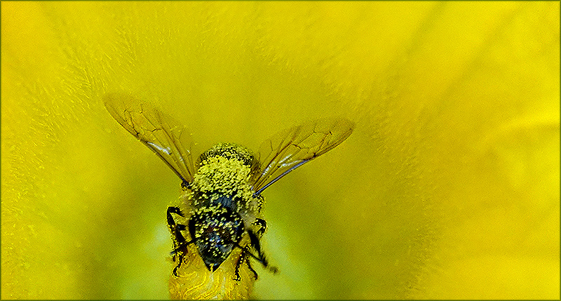Biene im Blütenstaub