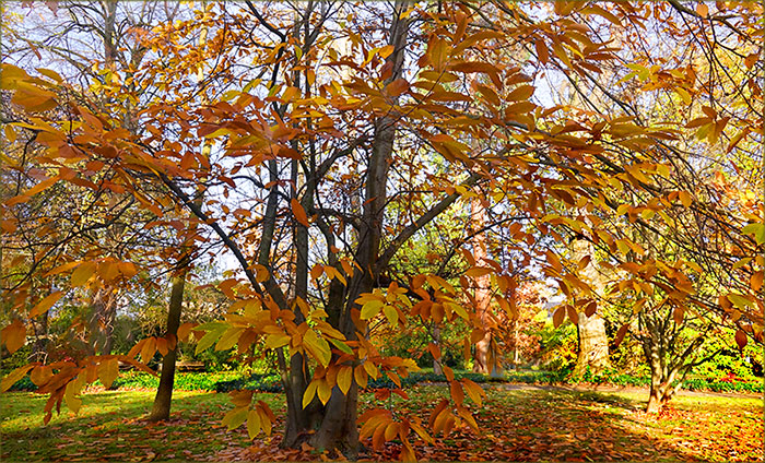 Goldbrauner  Spätherbst