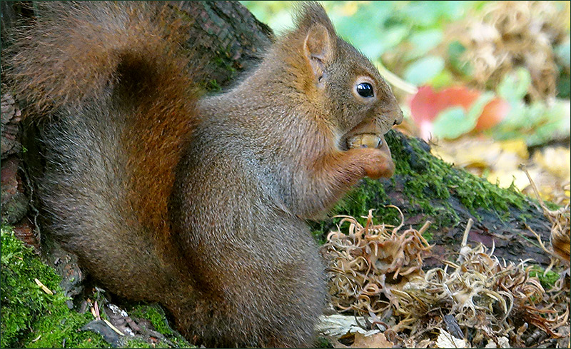 Eichhörnchen mit einer Nuss