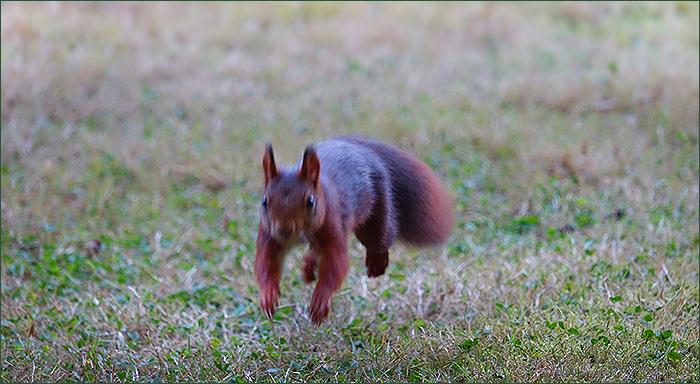 Springendes Eichhörnchen