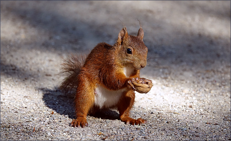 Eichhörnchen mit Nussschale