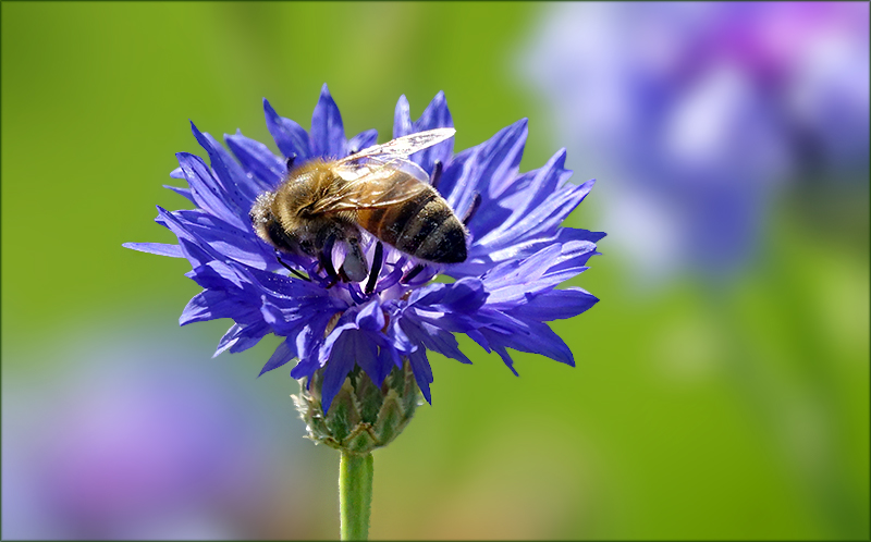 Biene auf einer Kornblume