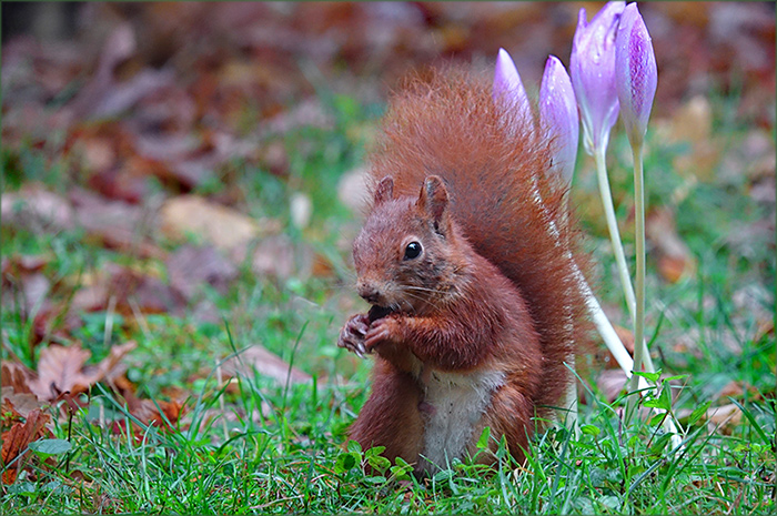Eichhörnchen und Herbstzeitlose