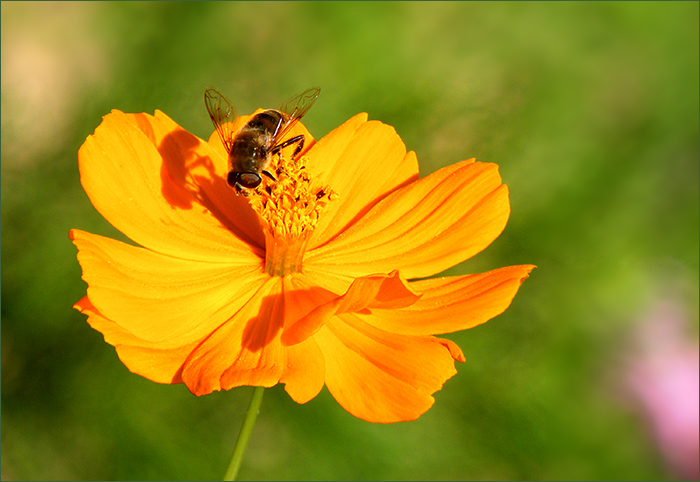 Biene auf einer Blüte