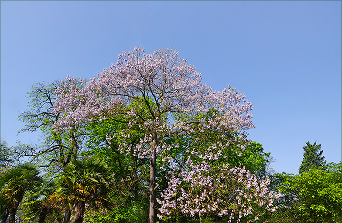Baum in voller Blüte