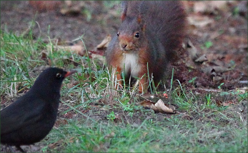 Amsel und Eichhörnchen begrüssen sich