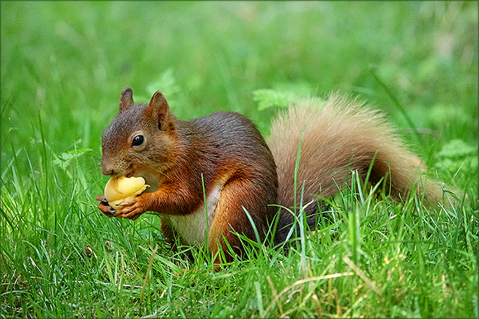 Eichhörnchen mit einer Aprikose