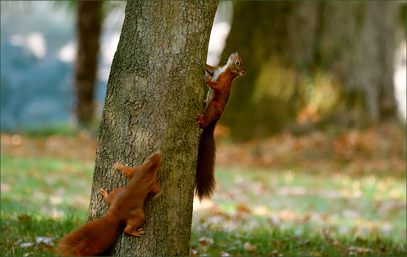 Zwei Eichhörnchen im Oktober