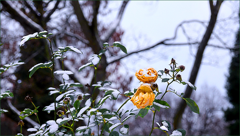 Gelbe Rosen im Schnee