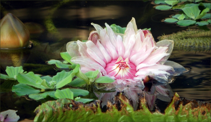 Seerose