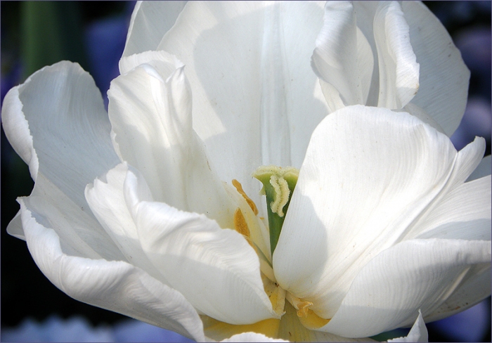 Weisse Tulpe