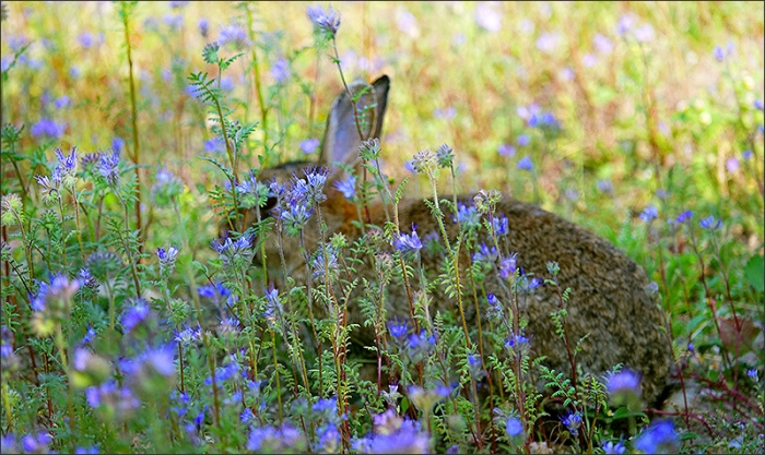 Wildkaninchen hinter blauen Blumen