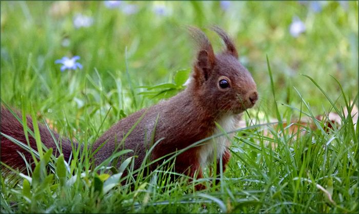 Eichhörnchen