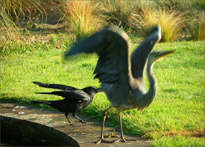 Der Rabe zieht an den Federn des Graureihers