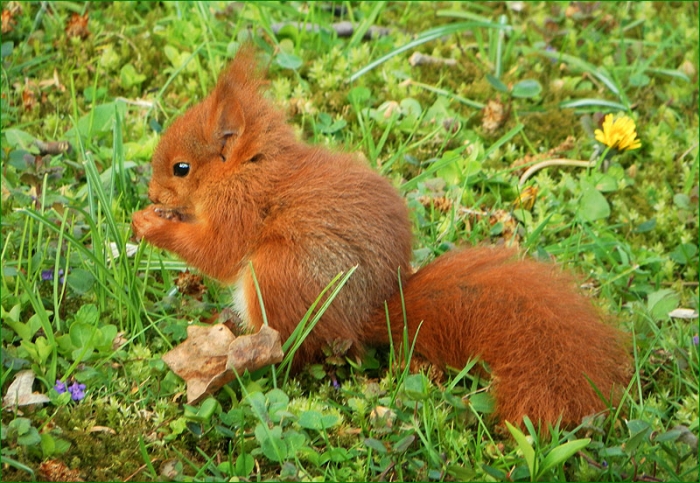 Junges Eichhörnchen