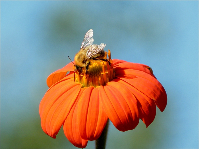 Hummel auf einer Blume