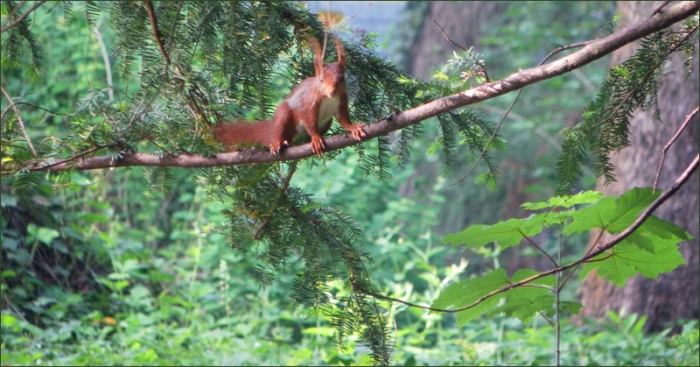 Eichhörnchen im Baum