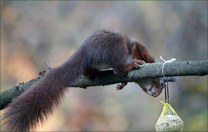 Das Eichhörnchen besichtigt den Meisenknödel